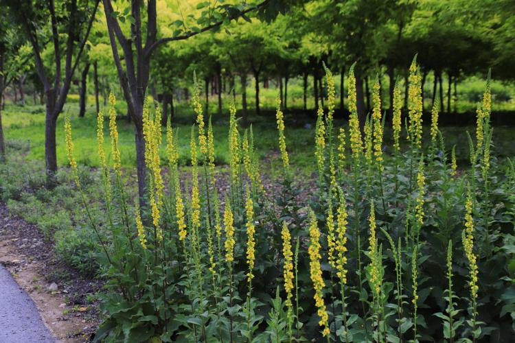 190619 분류원-니그룸 버바스쿰(우단담배풀) (6).JPG